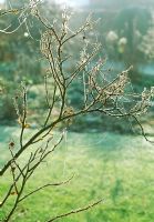 Bare stems of rose with frosty cobwebs - Woodpeckers, Warwickshire NGS