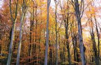 Fagus sylvatica - Waggoner's Wells, Surrey