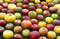 A selection of picked apples fruit from Paul Barnett's family apple tree