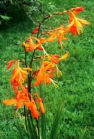 Crocosmia 'Golden Ballerina'