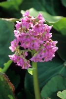 Bergenia cordifolia