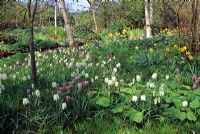Fritillaria meleagris and Narcissus in semi-wild woodland garden - Old Rectory Cottage, Tidmarsh, Pangbourne