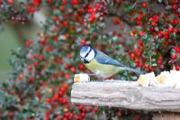 Parus caeruleus - Blue tit eating bread on bird table