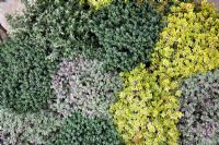 Mixed thyme bed closely planted to create a tapestry of colour - thymus praecox 'goldstream', thymus 'silver posie' and thymus serpyllum coccineus