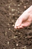 Sowing peas in a broad drill 