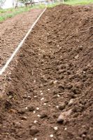 Sowing peas in a broad drill 