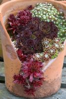 Sempervivums in broken terracotta pot 