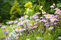 Aster 'Tongolensis Berggarten'