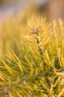 Abies concolor 'Winter Gold'