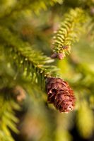 Picea abies 'Acrocona'