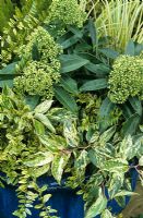 Greens and yellows for autumn, winter and spring effect in a frost proof, blue glazed container - Leucothoe 'Rainbow' with Skimmia x confusa 'Kew Green', Acorus 'Ogon' and Lonicera nitida 'Lemon Beauty'