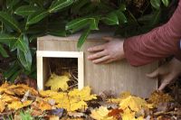 Step by step 9 of making a hedgehog house - Placing wooden box in sheltered garden spot beneath shrubs