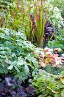 Mixed border with Astrantia major 'Sunningdale Variegated', Heuchera 'Obsidian', Heuchera 'Peach Melba' and Imperata cylindrica 'Red Baron'