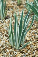 Iris pallida 'Argentea Variegata' growing through a gravel mulch