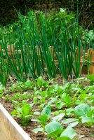 Small rows of Oriental salad crops in raised bed, Pak Choi and Red Mustard