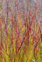 Panicum virgatum 'Rehbraun' in autumn