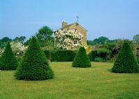 Yew pyramids on the lawn with view to listed potting shed festooned with Rosa 'Seagull' - Lawkland Hall, Yorkshire