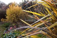 Phormium 'Maori Sunrise' with bench and Cornus 'Midwinter Fire' in the background - Gladderbrook Farm, Worcestershire