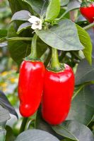 Capsicum annuum 'Jalapeno' 