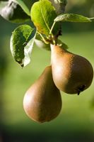 Pyrus 'Fertility Improved'