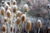 Dipsacus fullonum - Teasel seedheads with frost