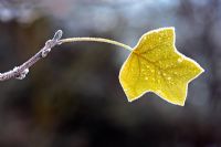 Liriodendron tulipifera - Frosted autumn leaf of Tulip tree