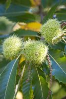 Aesculus hippocastanum - Sweet Chestnuts