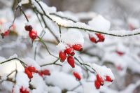 Rosa - Rosehips with snow