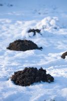 Mole hills in the snow