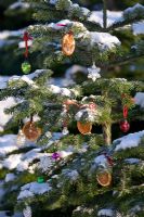 Abies amabilis - Decorated fir tree