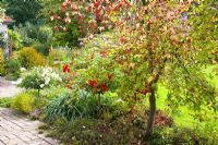 Euonymus europaeus in mixed autumn border