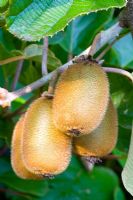 Actinidia deliciosa 'Bruno' 