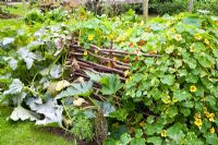 Compost heap surrounded by Tropaelum and curcubita