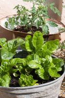 Spinach and tomatoes growing in old galvanised containers