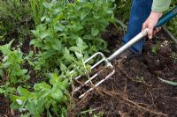 Digging up mint plants, showing strength of roots