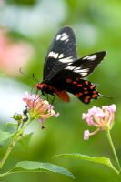 Pachliopta Hector - Crimson Rose butterfly, feeding on Lantana flowers in the Indian countryside