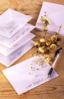 Saving seed from Alcea rosea in envelopes
