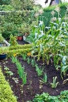 Sweetcorn 'Lark' in a vegetable bed alongside Sisyrinchium 