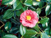 Camellia japonica 'The Czar'