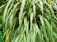 Phormium cookianum ssp. hookeri 'Tricolor'