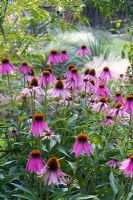 Echinacea in herbaceous border at Arley Arboretum, Worcestershire, by kind permission of the Trustees of the R D Turner Charitable Trust