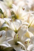 Lilium longiflorum 'White Heaven'
