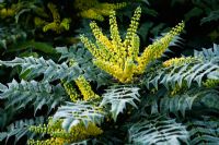 Mahonia x media 'Charity' with frost