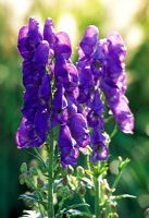 Aconitum carmichaelii 'Barker's Variety'