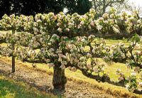 Malus 'Rosemary Russet' - Apple espalier