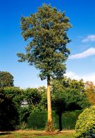 Arbutus menziesii - Mature specimen at East Bergholt Place, East Bergholt, Suffolk