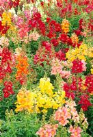 Antirrhinum 'Trumpet Serenade'