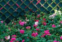 Roses with a backdrop of mirror-poished stainless steel trellis in 'The Xceptional Garden' at the RHS Chelsea Flower Show