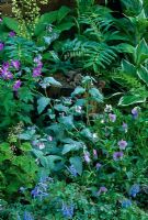 Ground cover planting including Corydalis, Heuchera, Viola, Geranium, Polygonatum and Hosta in the 'Memories of Rex' garden at the RHS Chelsea Flower Show