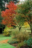 Autumnal border of Prunus, Acer, Euphorbia, Cornus alternifolia 'Argentea' and Grass - Glen Chantry, Essex